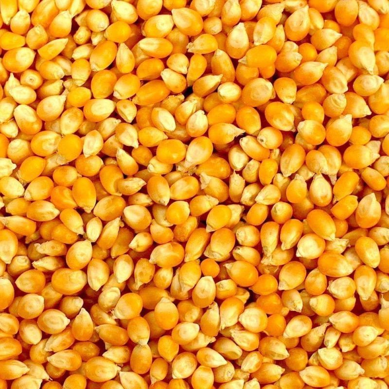 Yellow Maize Seeds
