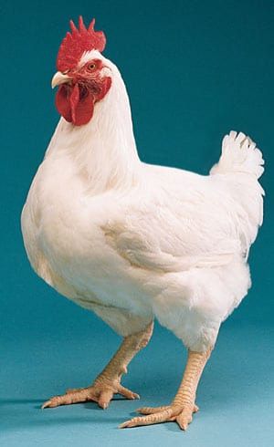 Poultry Chicken