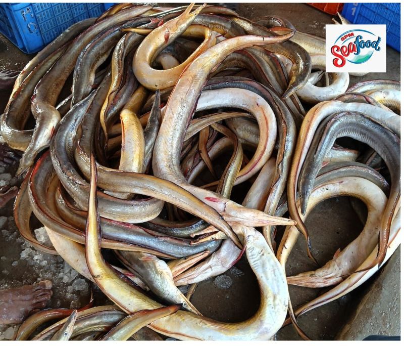 Fresh Eel Fish
