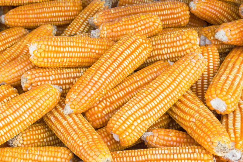 Indian Yellow Dent Corn
