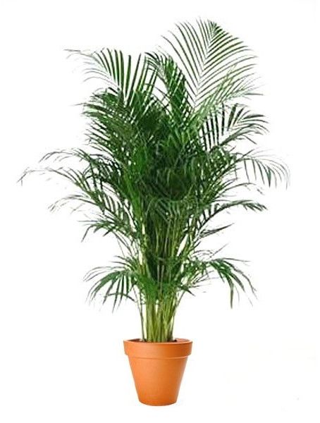 Areca Palm Plant