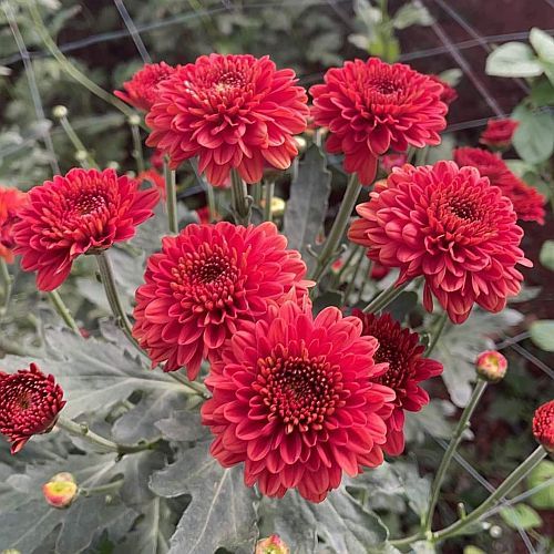 Chandramallika Flower Plant