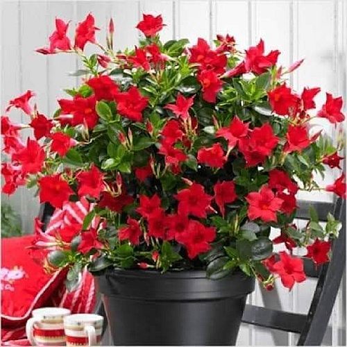 Mandevilla Flower Plant