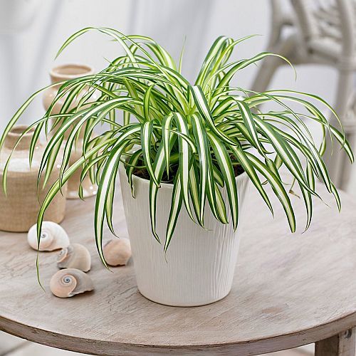 Spider Indoor Plant