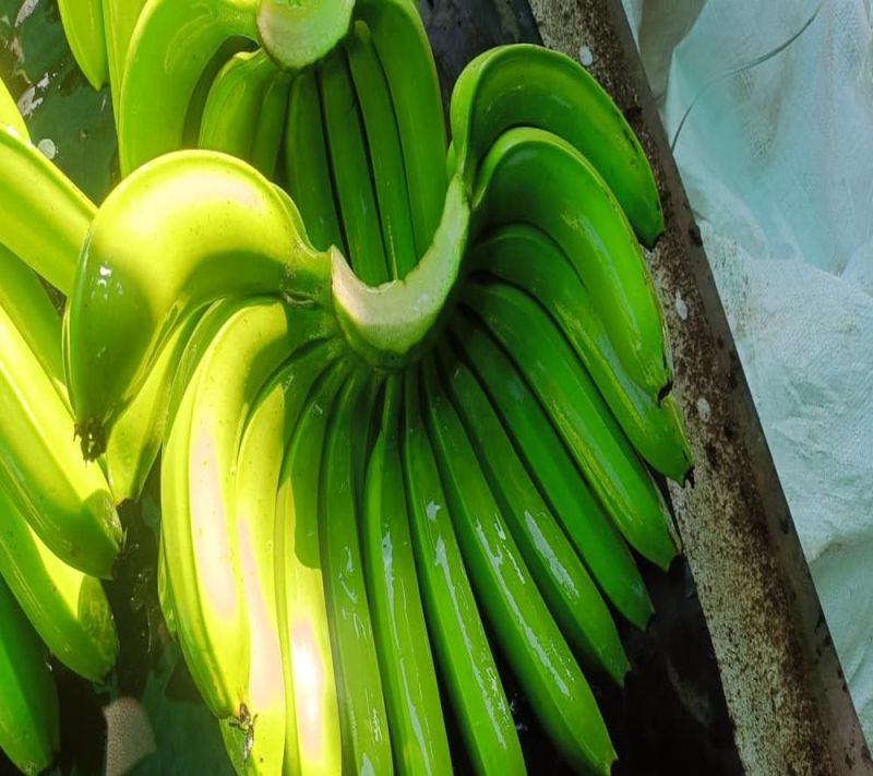 A Grade Green Banana