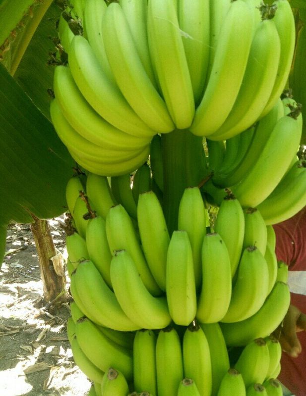 A Grade G9 Green Banana
