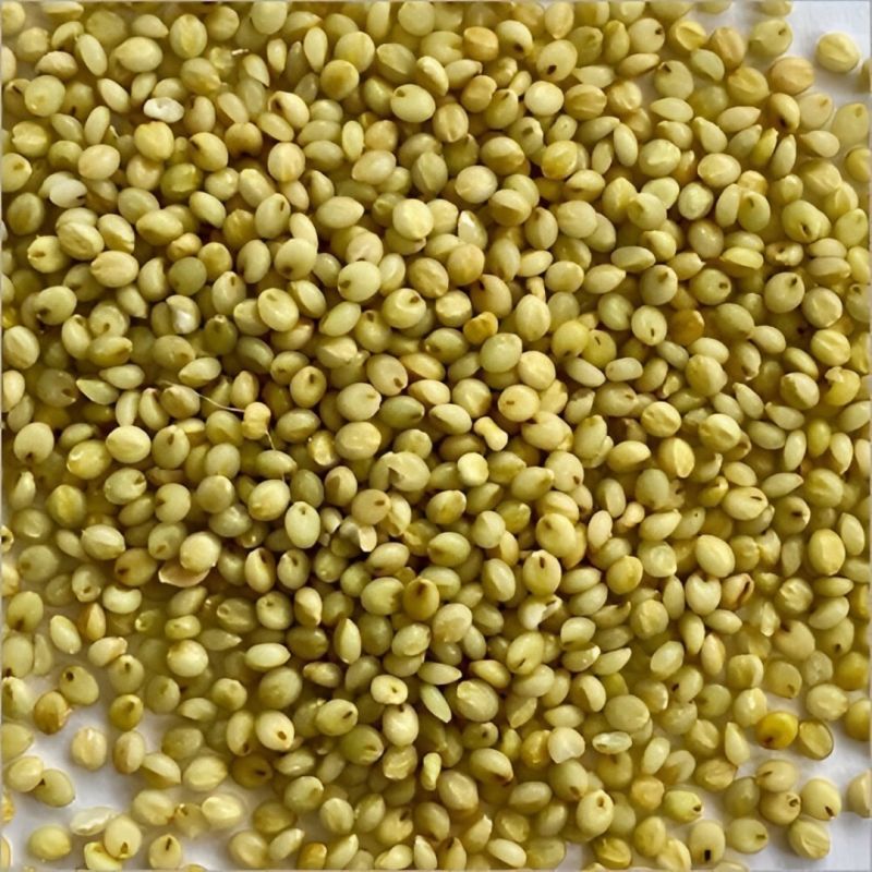 Browntop Millet Seeds