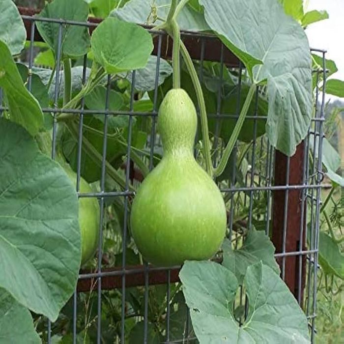 Fresh Calabash Gourd