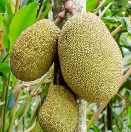 Fresh Jackfruit