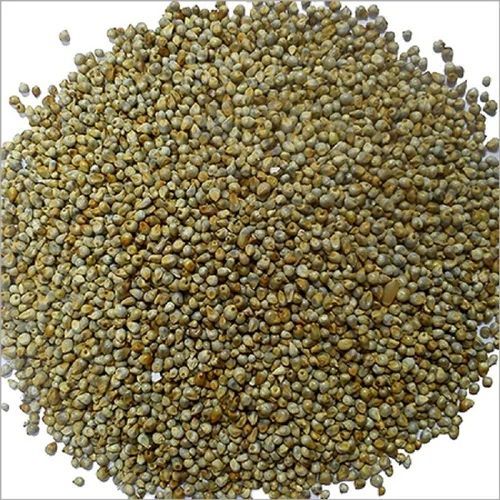 Pearl Millet Seeds