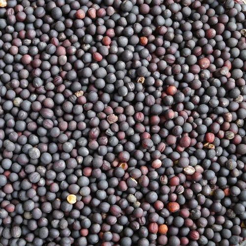 Rapeseed Seeds
