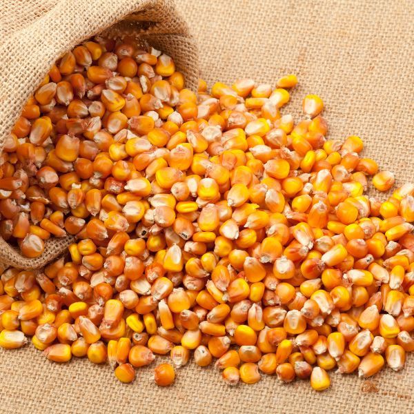 Hybrid Maize Seeds