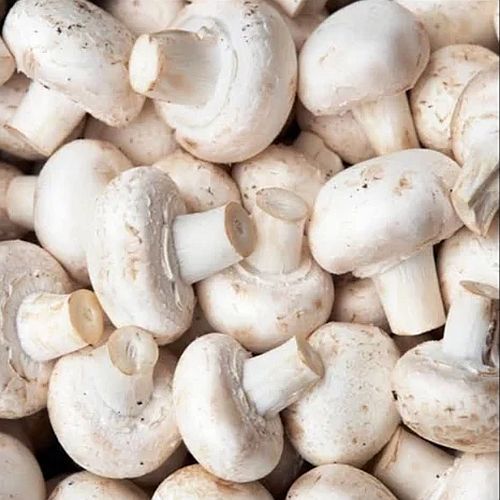 White Organic Fresh Button Mushroom, Packaging Size : 25-50kg