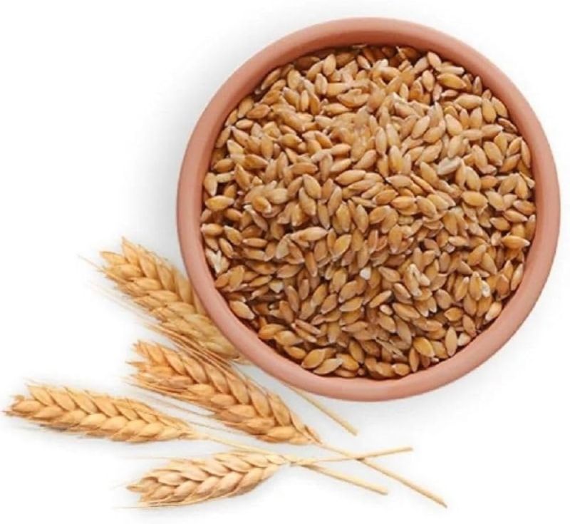 Barley Seeds