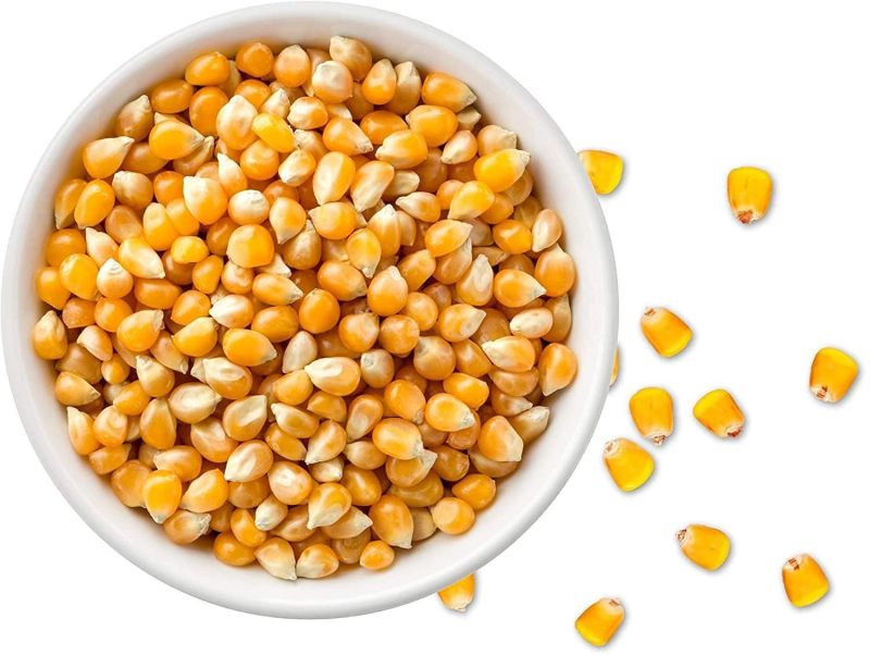 Indian Maize Seeds