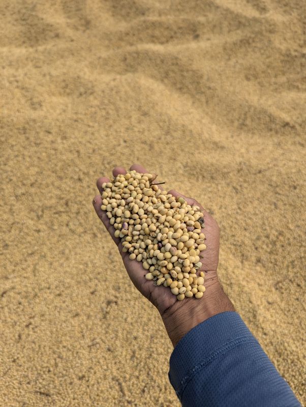 Food Grains