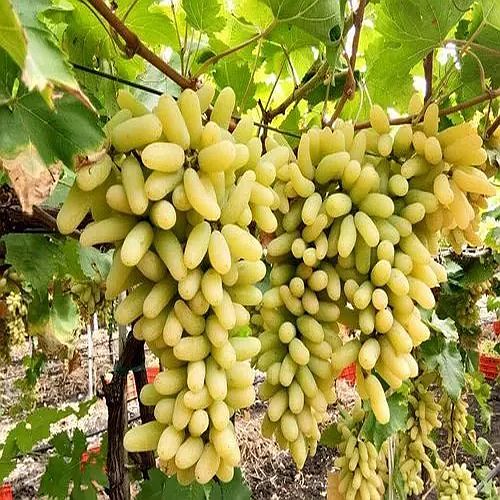 Fresh Green Grapes