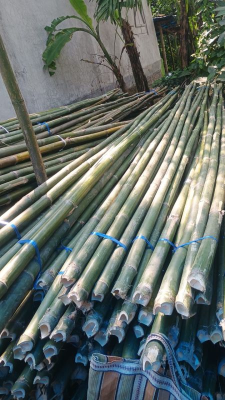 Bamboo Poles, 10 Feet Tall