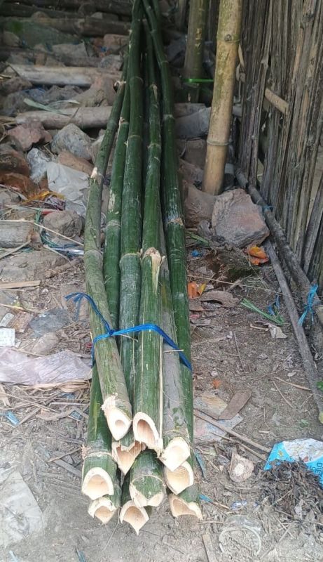 Bamboo Poles, 10 Feet Tall Super Top