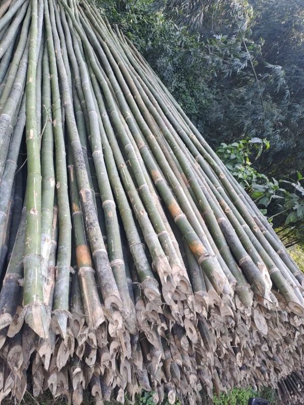 Super Bamboo Poles