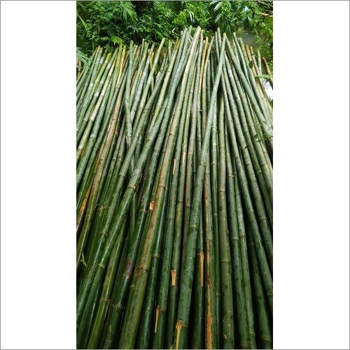 Bamboo Poles 28 Feet Tall
