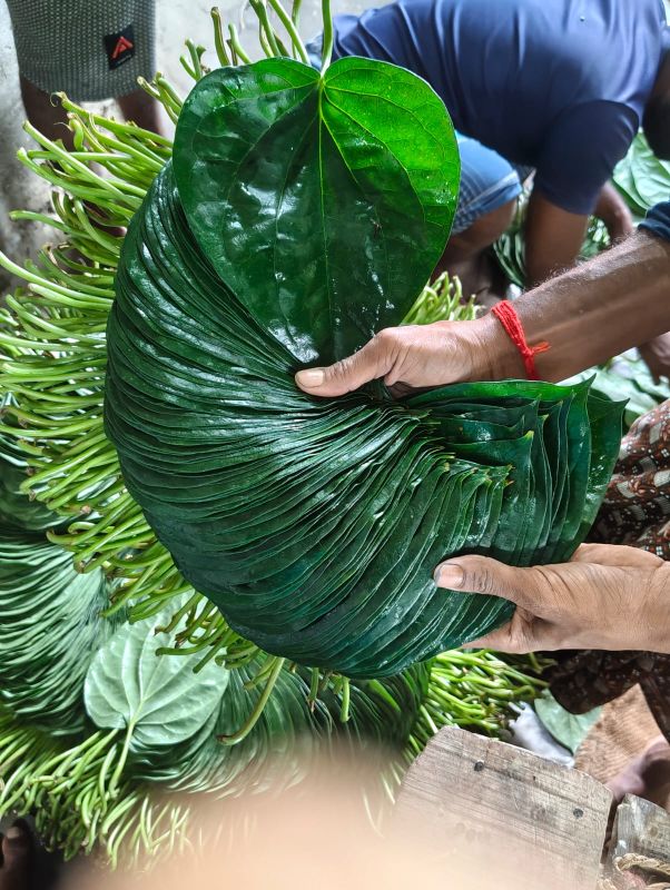 Natural Betel Leaf