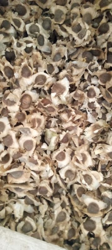 Moringa Seeds