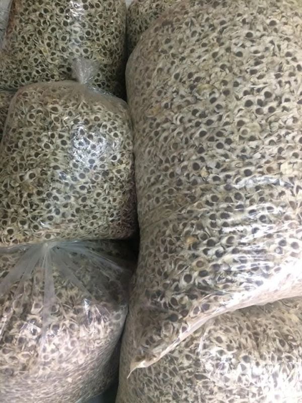 Organic Moringa Seeds
