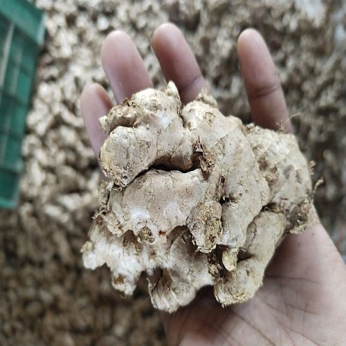 Second Quality Maharashtra Fresh Ginger, Color : Brown