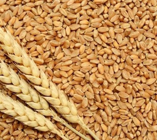 Wheat Grains