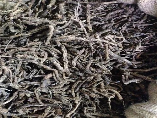 Natural Dried Kutki, Botanical Name : Picorrhiza Kurroa