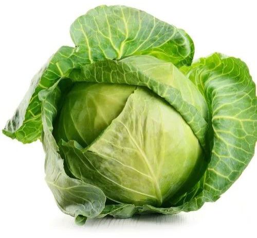Fresh Green Cabbage