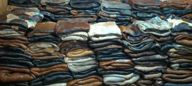 Wet Salted Cattle Hide