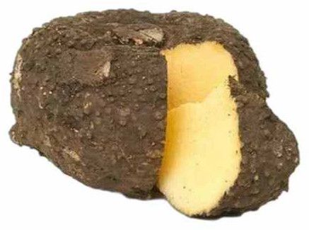 A Grade Elephant Yam