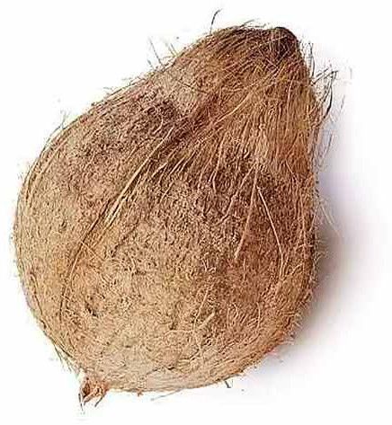 A Grade Semi Husked Coconut
