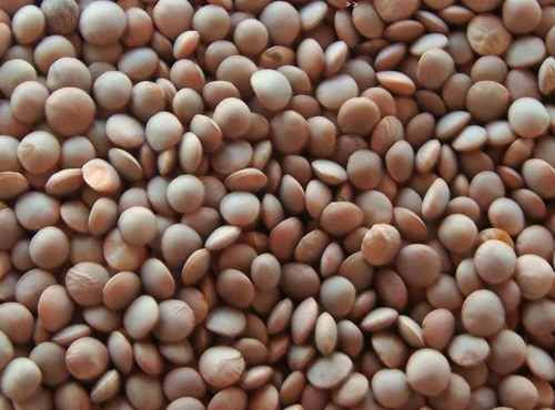 A Grade Whole Masoor Daal