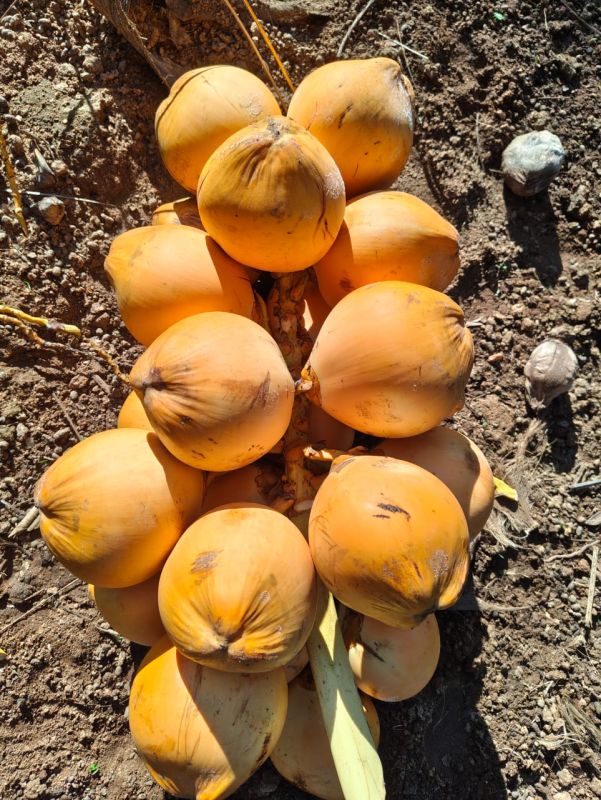 Green Tender Coconut