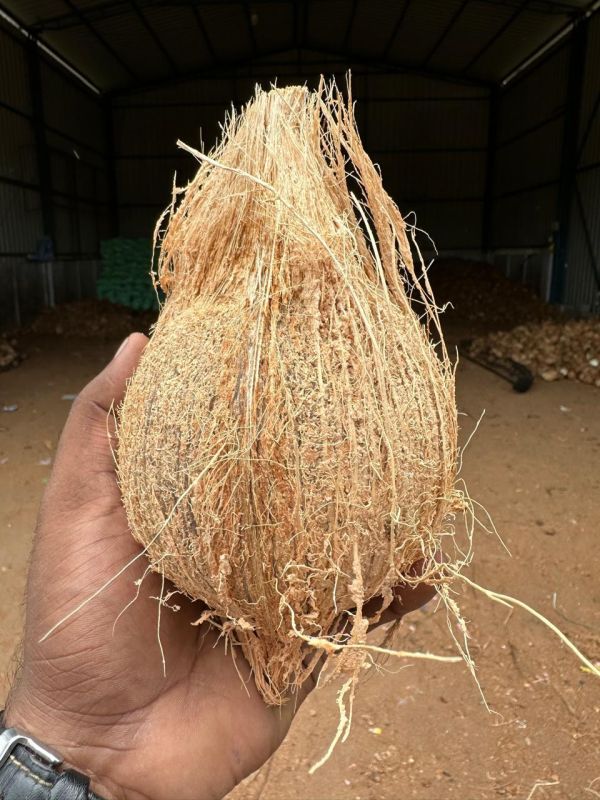 Semi Husked Coconuts