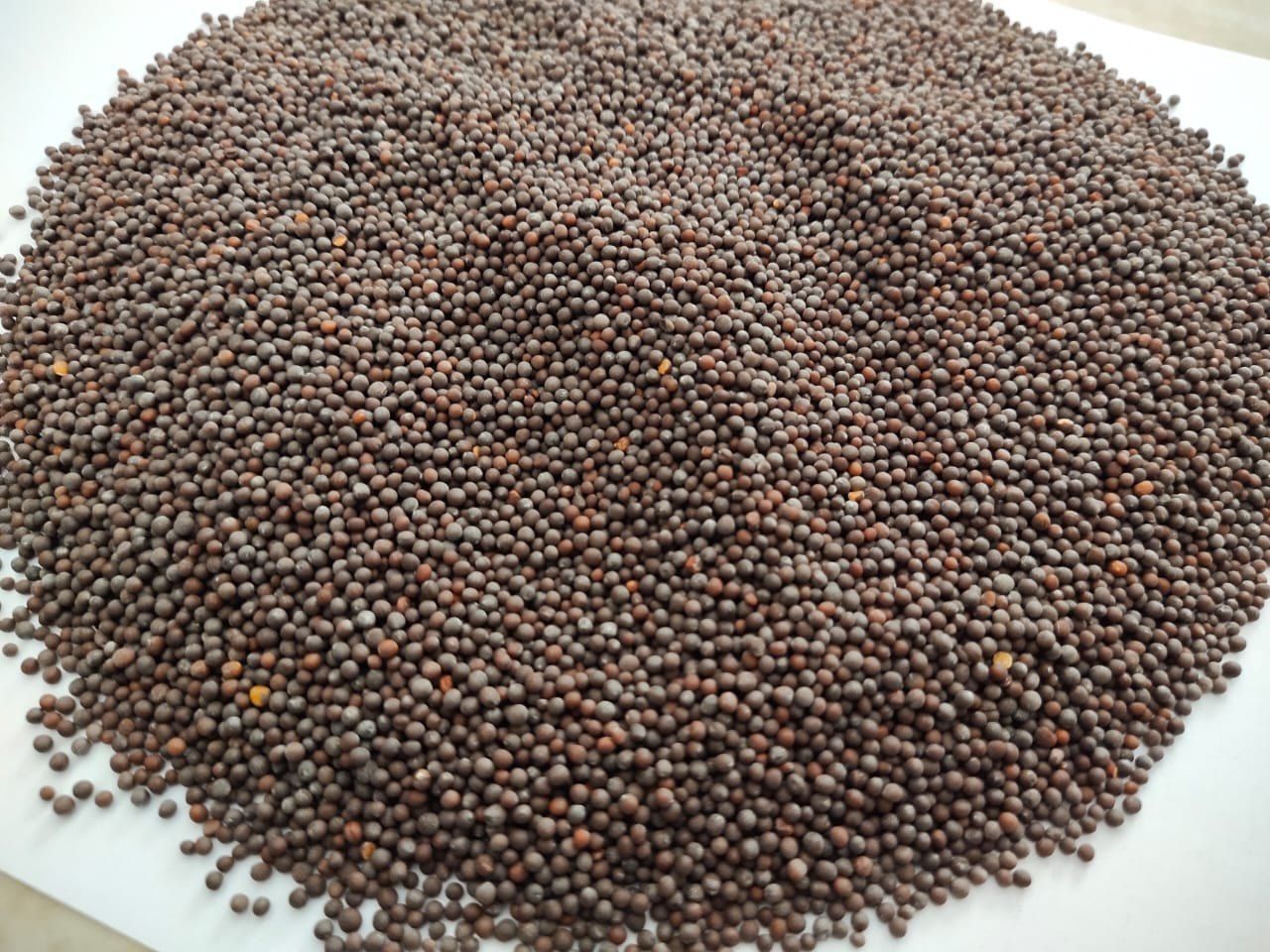 Black Mustard Seeds