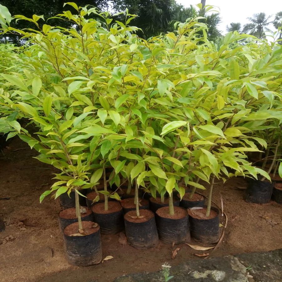 Agarwood Plants