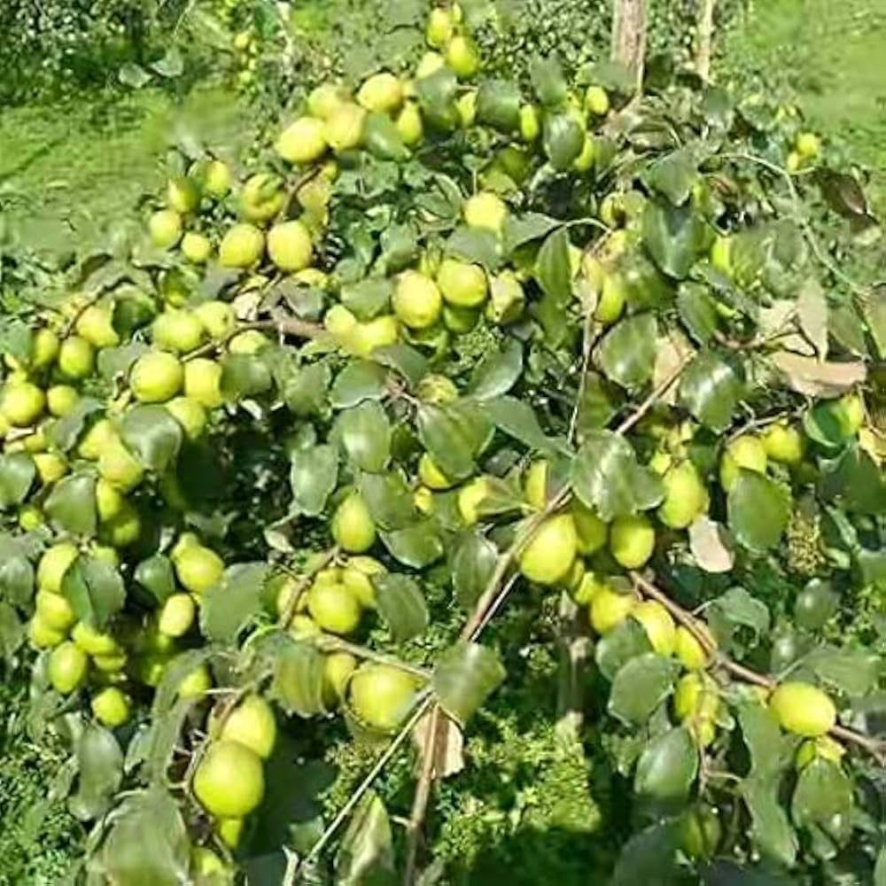 Apple Ber Plants