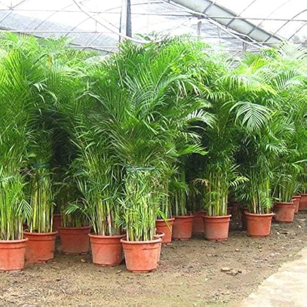 Areca Palm Plants