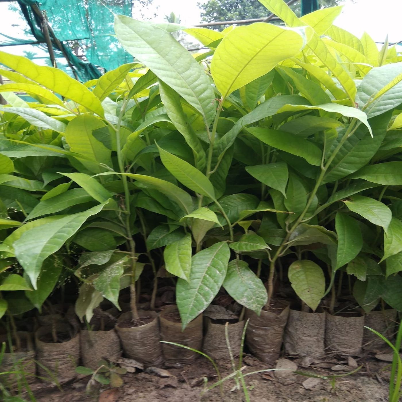 Titasopa Plants
