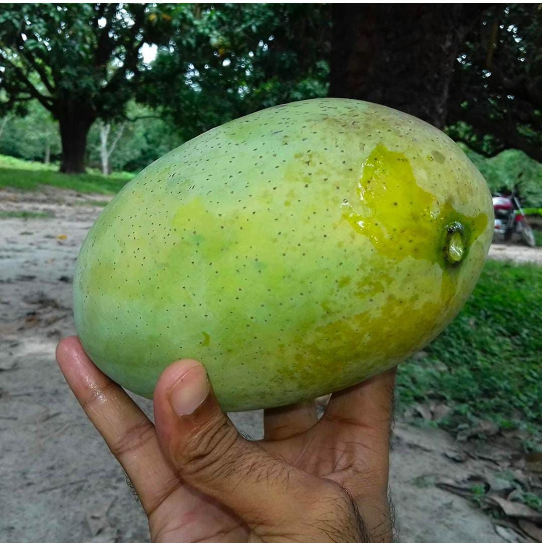 Fresh Fazli Mango