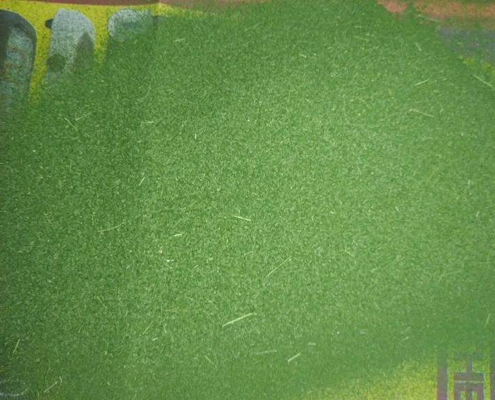 Organic Moringa Powder