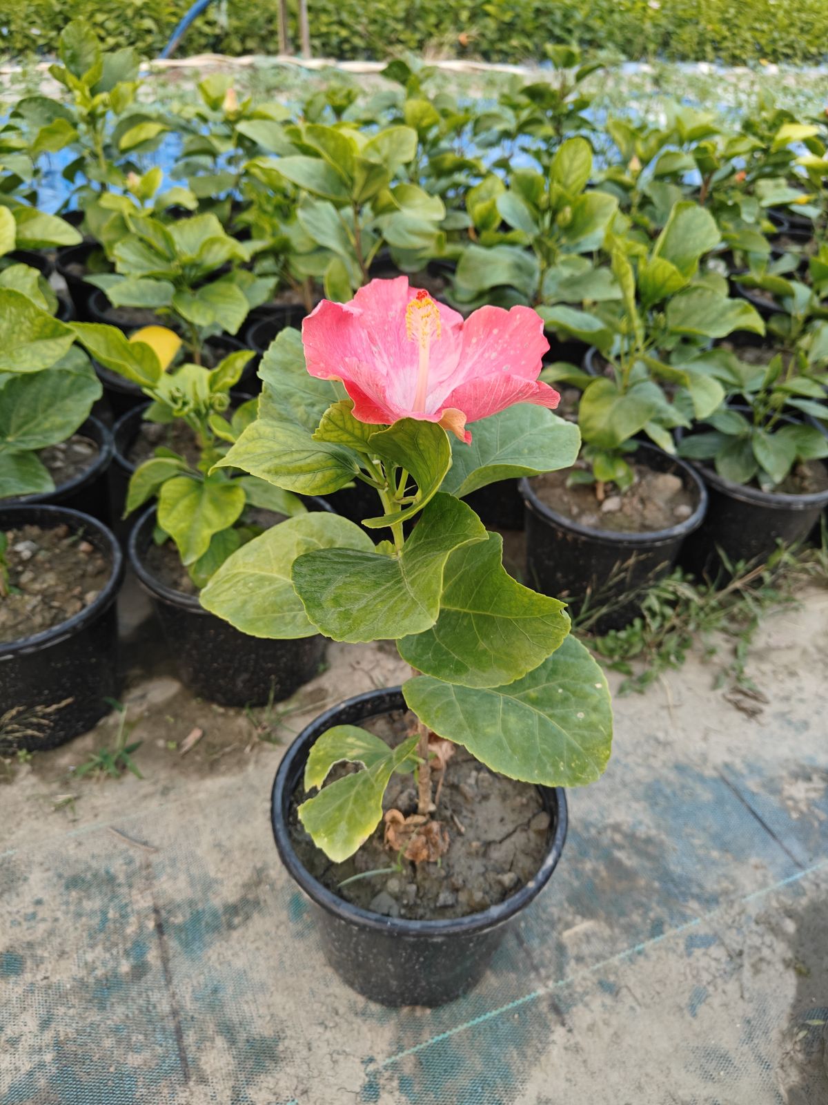 Australian Joba Plant