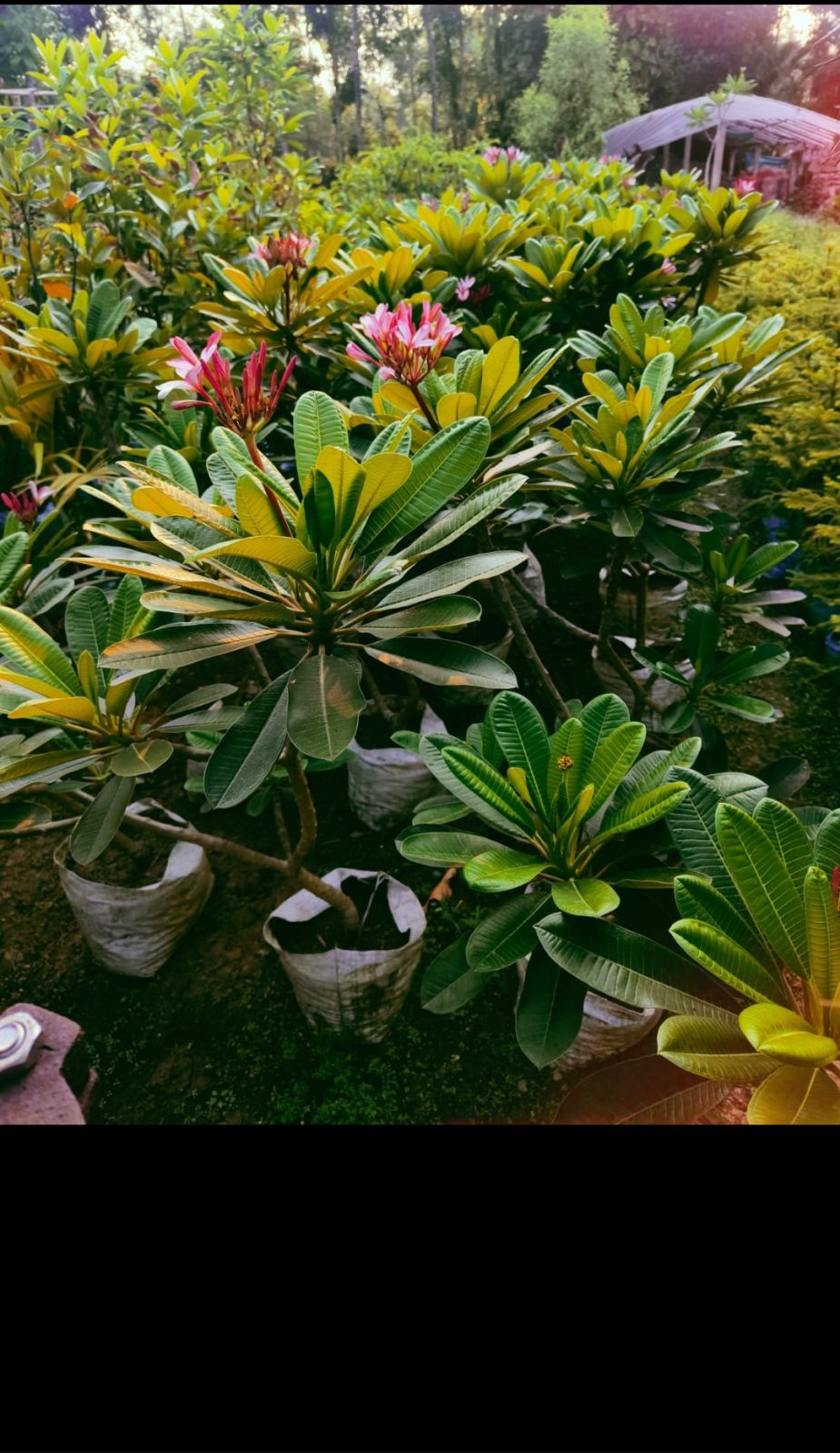 Chapa Trees Plant