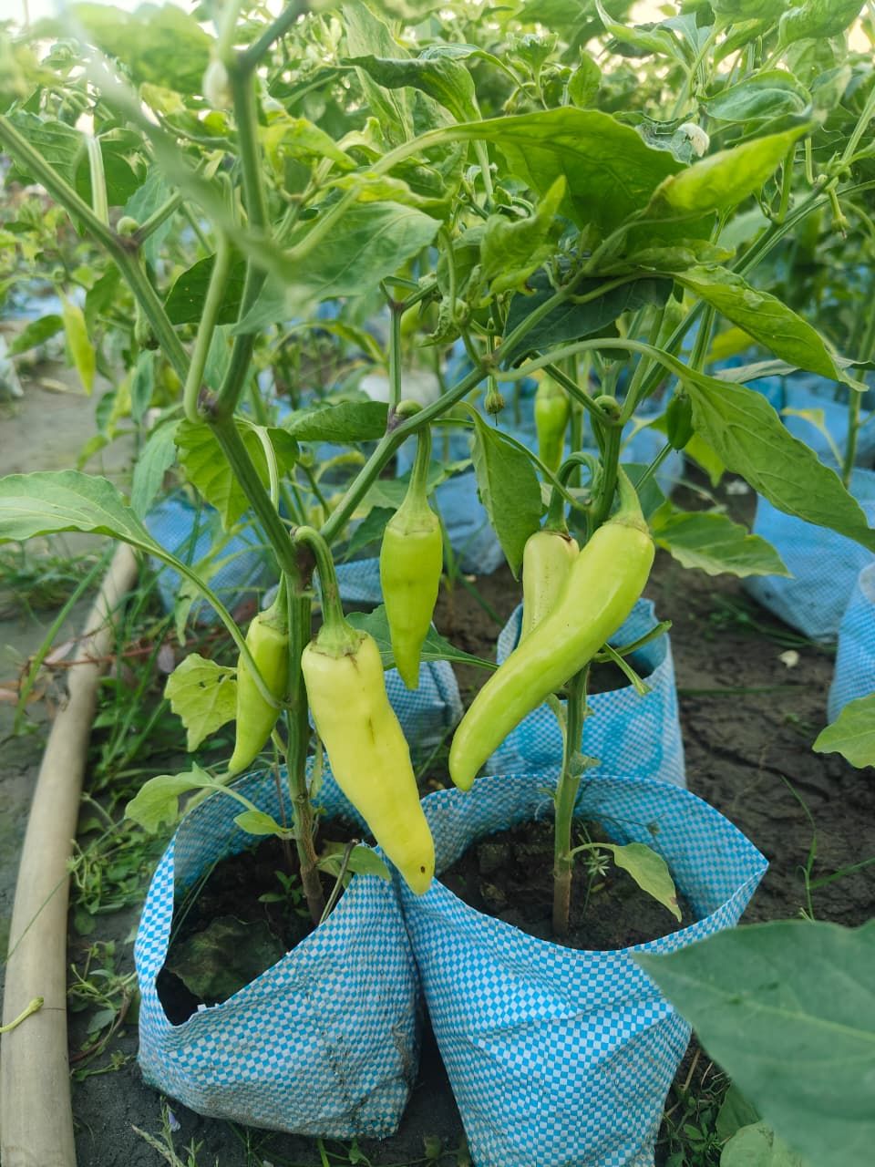 Chilli Plant
