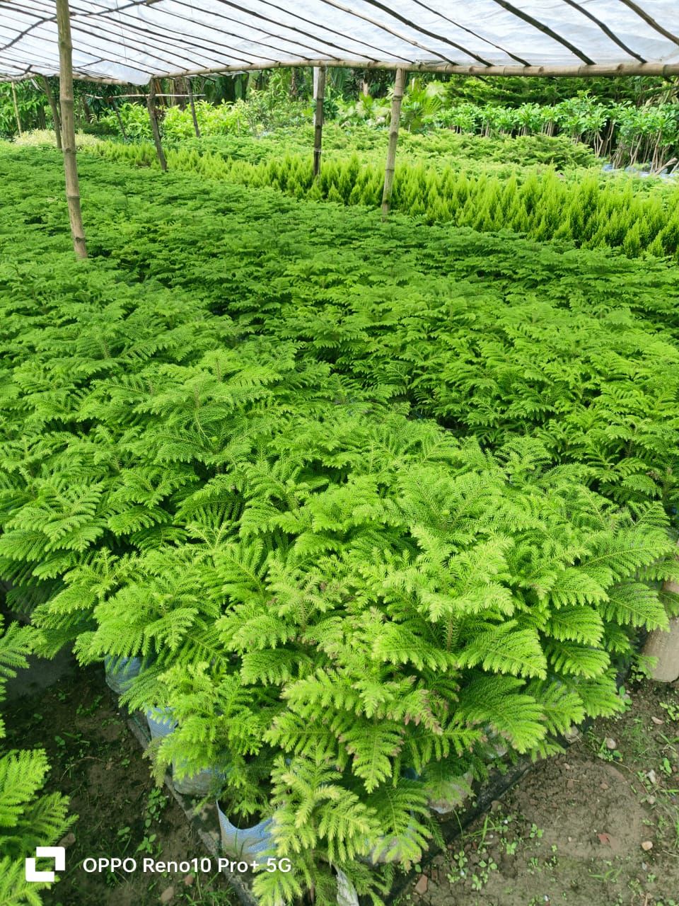 Criesmas Trees Plant