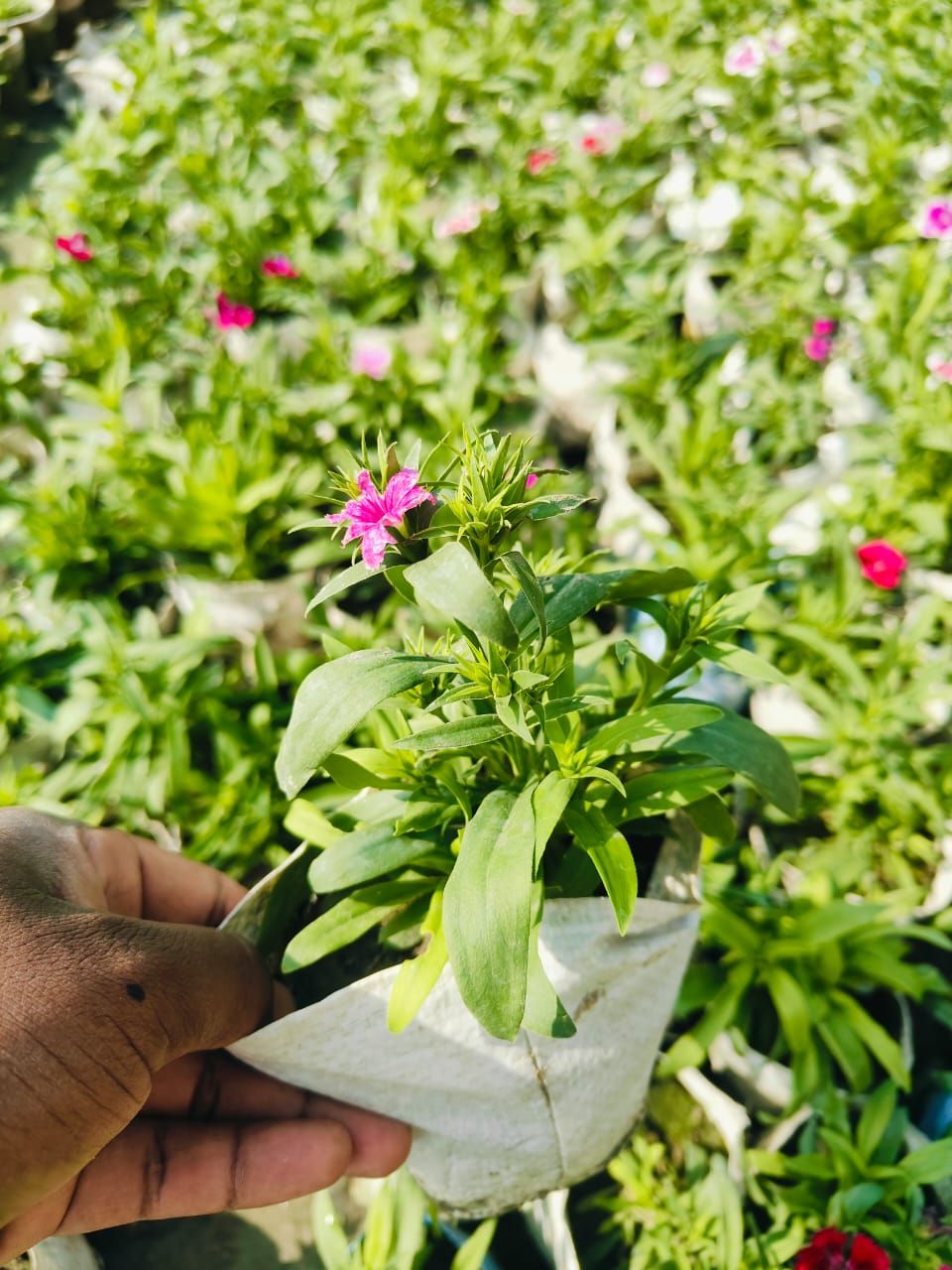 Dyanthaus Flower Plant